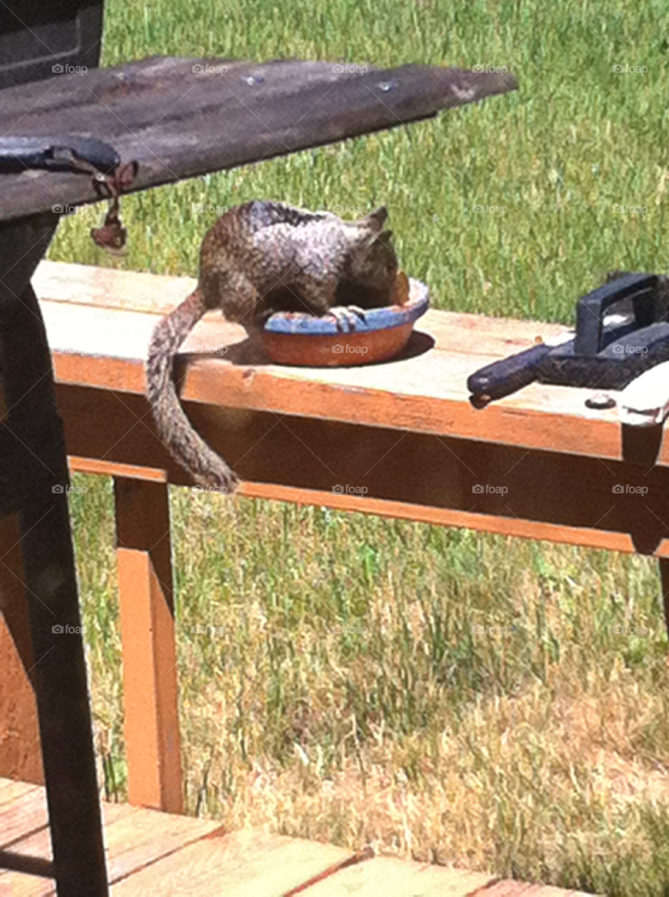 Hungry squirrel 4