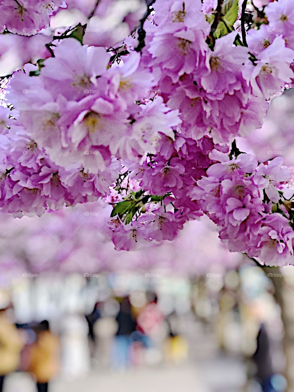 Beautiful pink flower 