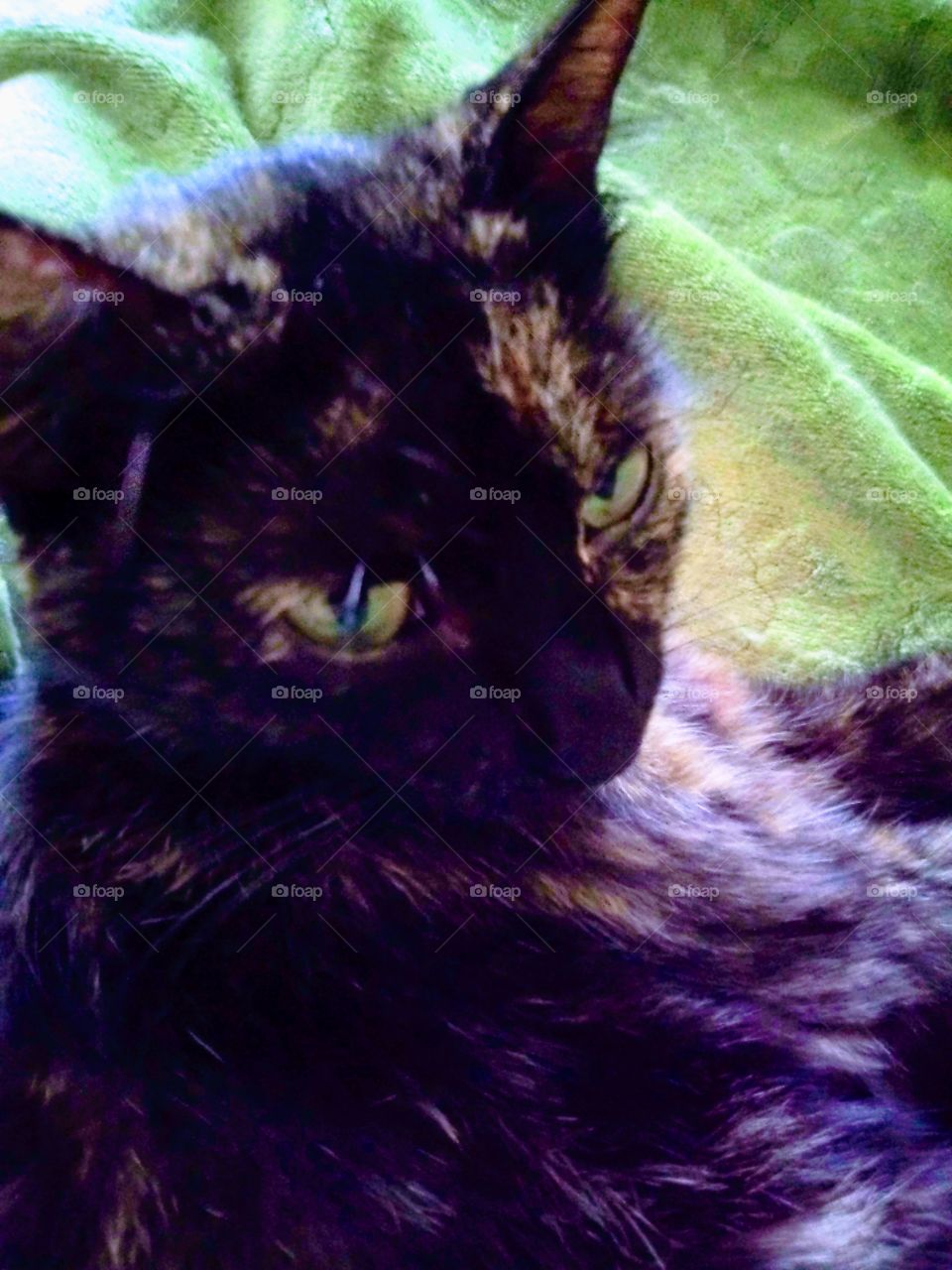 моя кошка Кузя