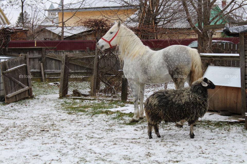 Horse and sheep in the backyard