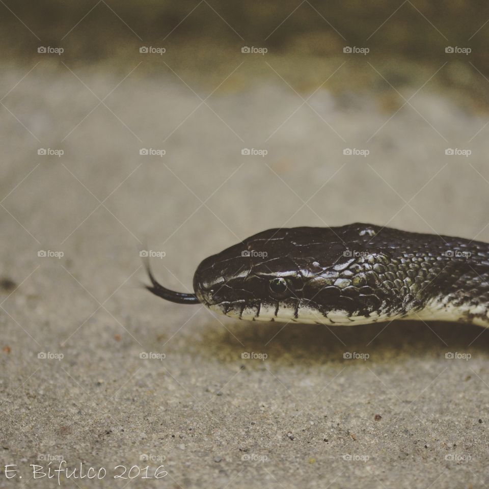 Catching the scent...