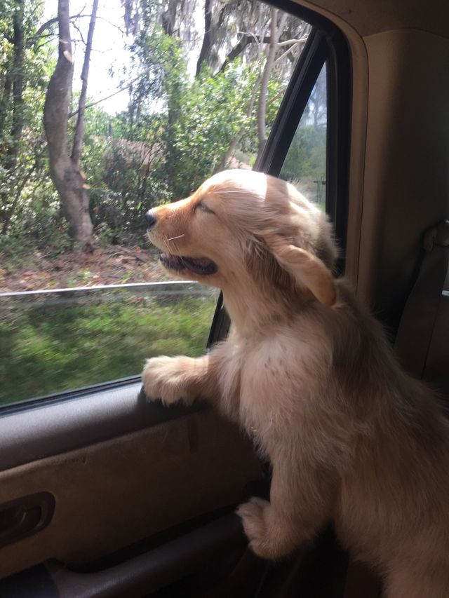 dog