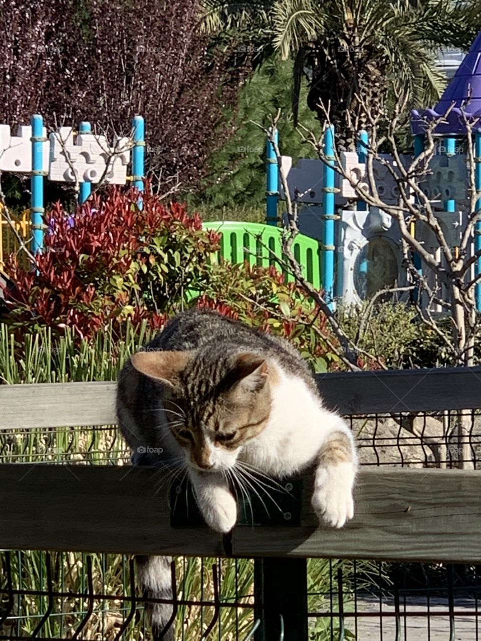 Cat is basking in the sun 