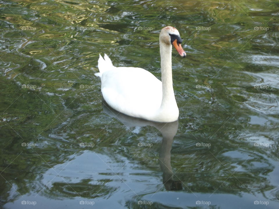 Reflective Water