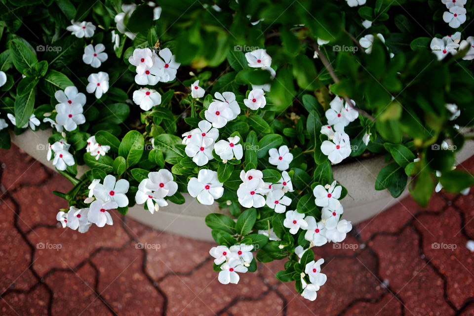 White flowers and red brick 