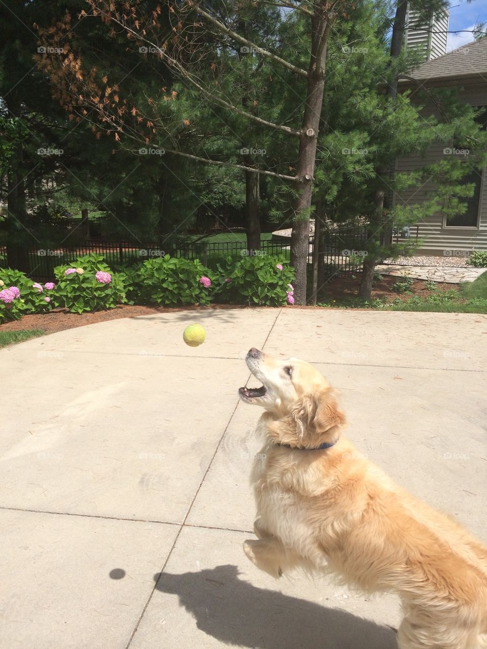 Playing catch with dog