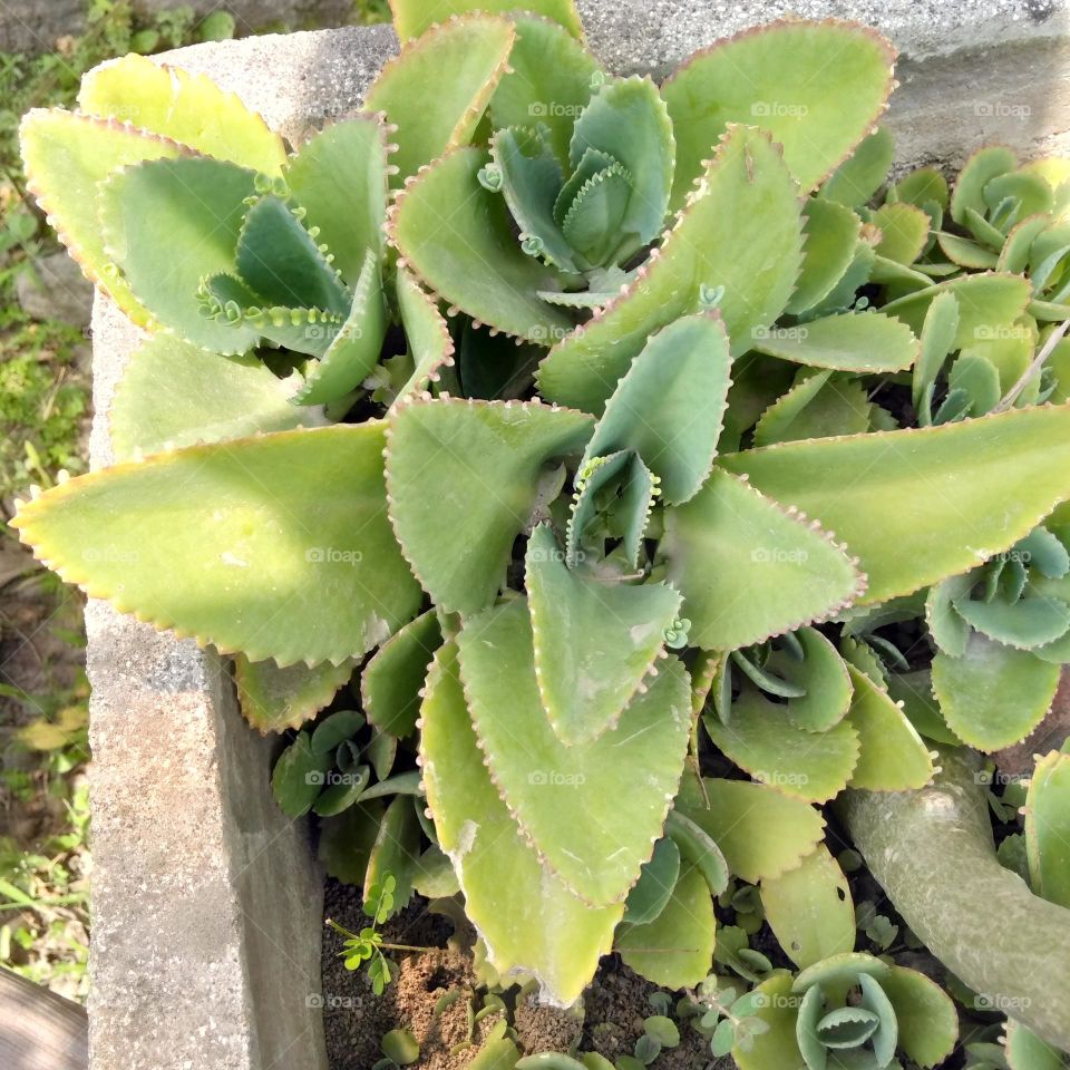 Green plant on the pot