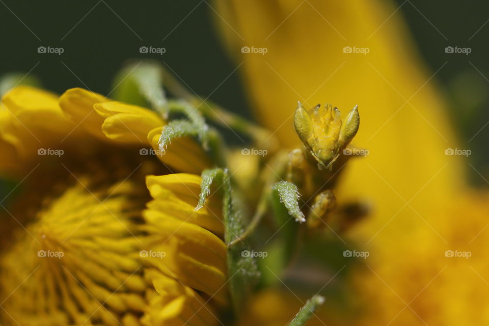 Yellow mantis on a yellow flower