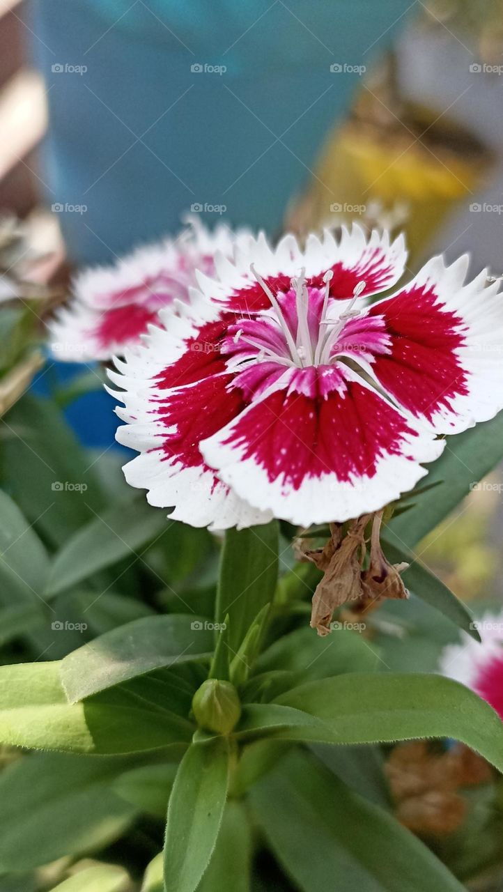 dianthus barbatus flowers are like ornaments in the garden with their buds , it is called china plates.