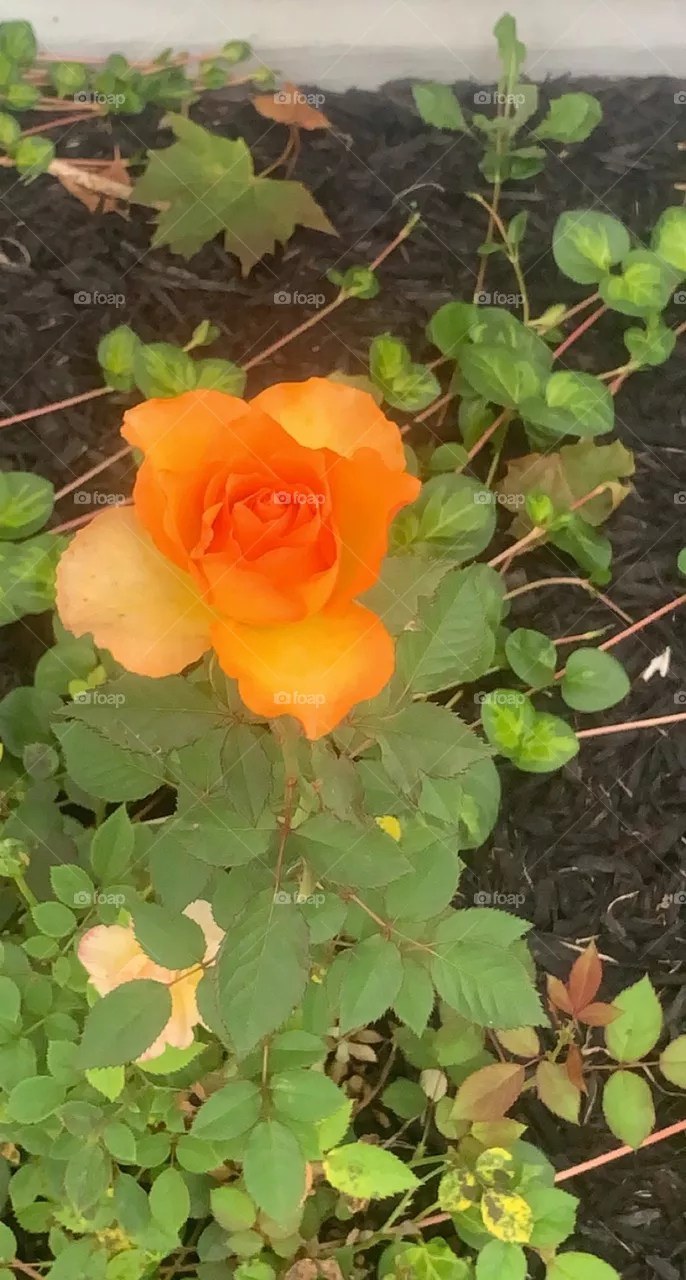 Rose bloom