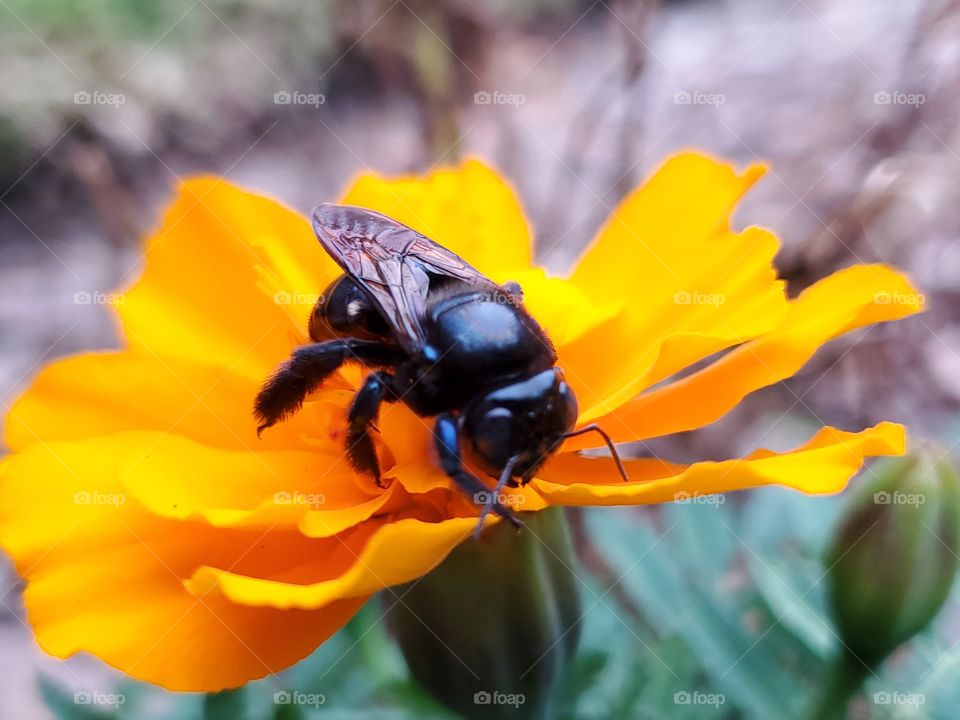 Black bee pollinating a gold color French marigold