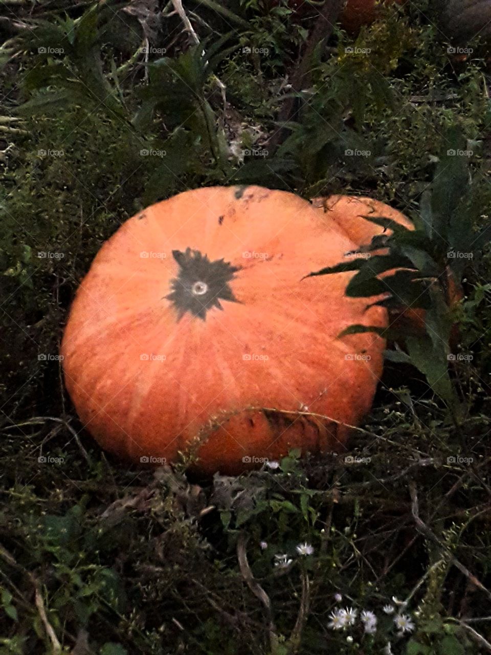 Orange pumpkin on the field