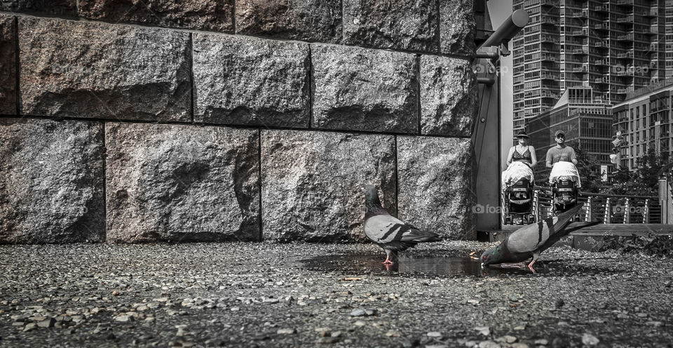 MOOOOOOOAAAR BIRDYS. THIRSTY ONES!