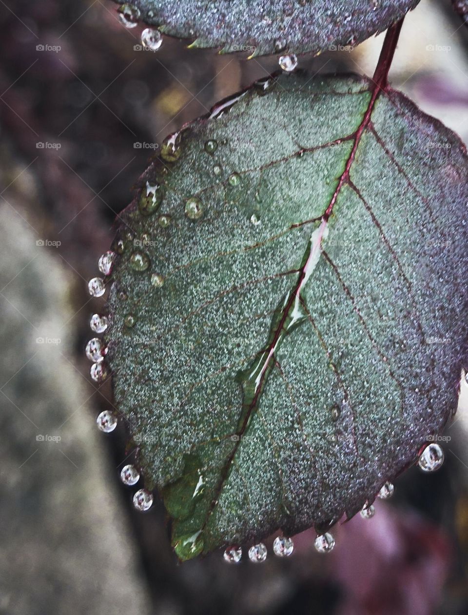 Raindrops on rose bush leaves