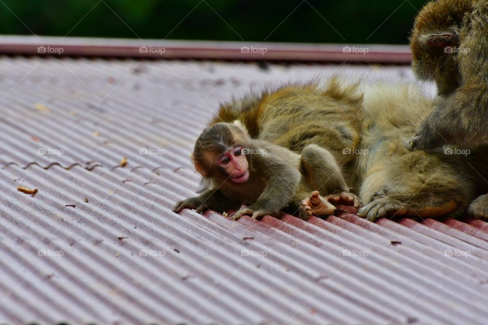 Japanese macaques