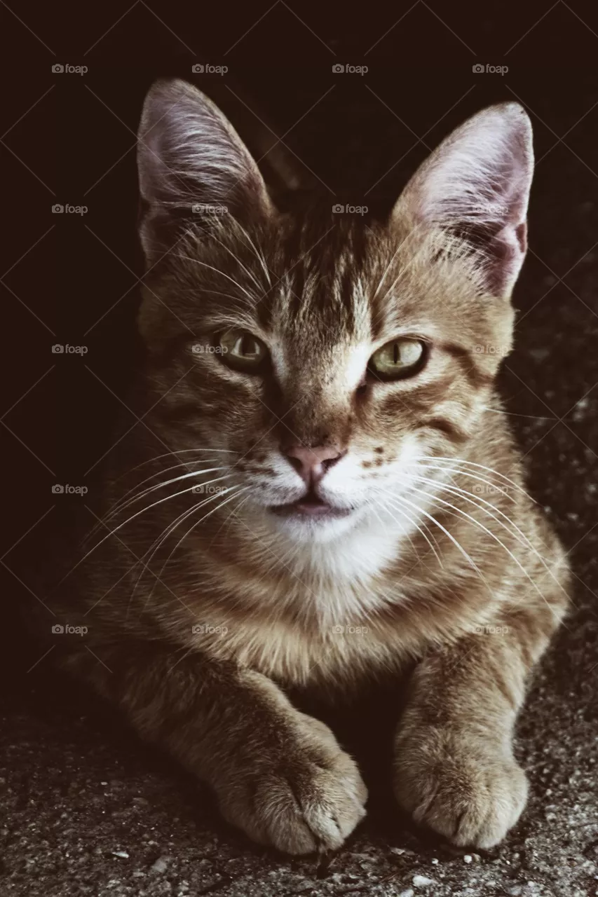 baby cat
