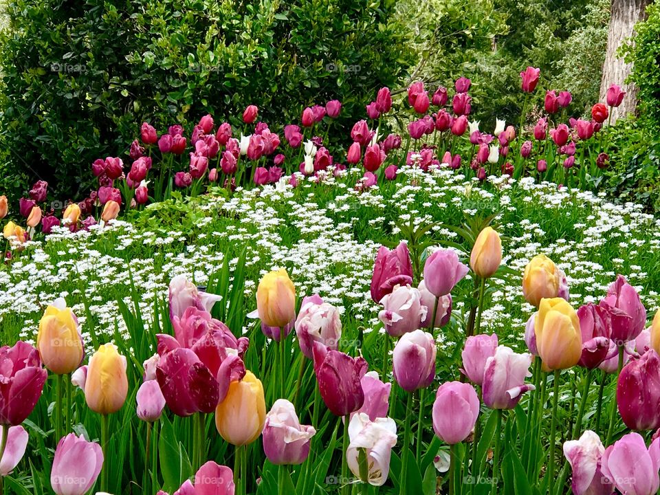 Tulip garden