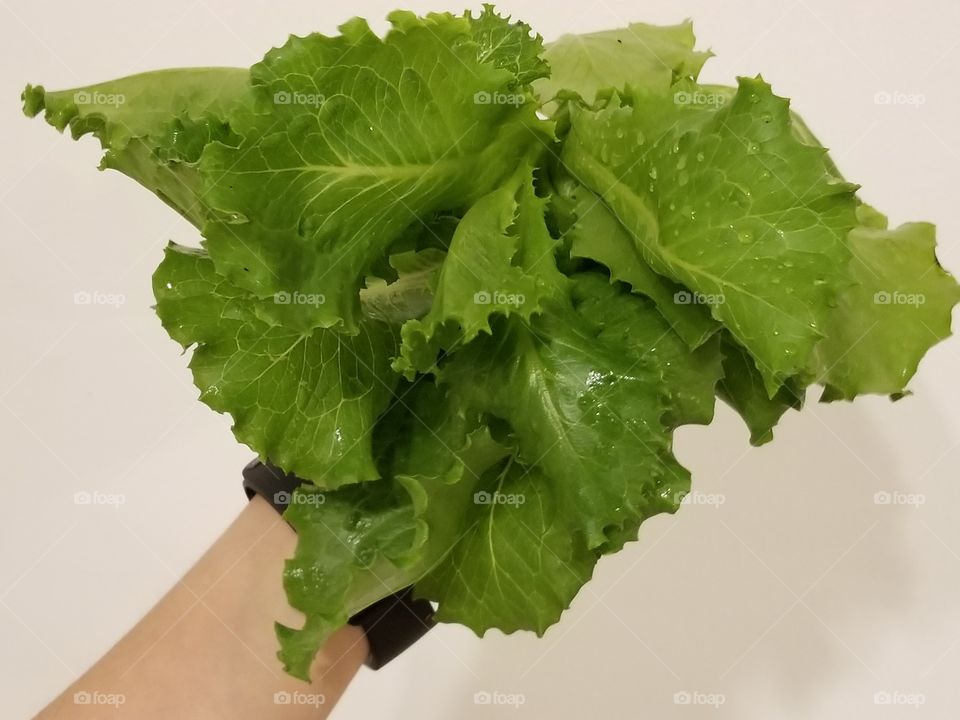 home grown lettuce