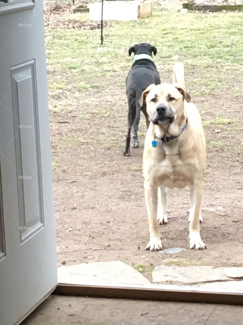 You look that way I’ll look this way o.k? See anything over there yet? My dogs checking things out.