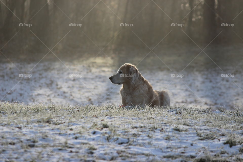 our golden retriever just hanging out on a cold frosty morning,  sun just coming out!