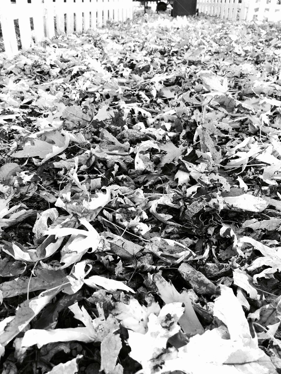 Fall leaves in black and white