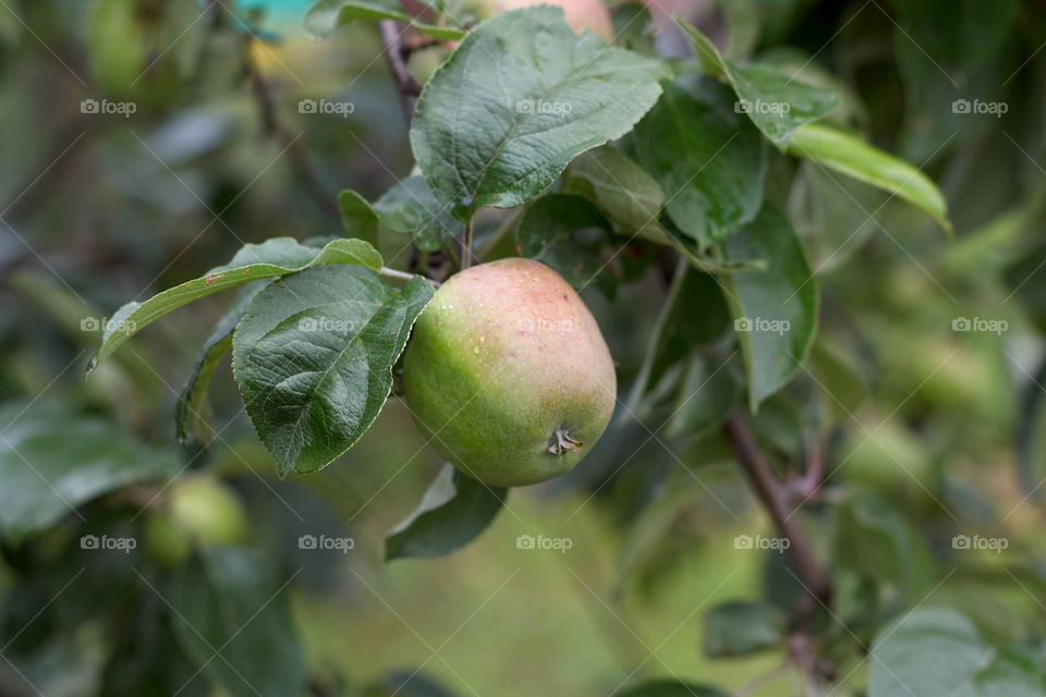 apple on tree