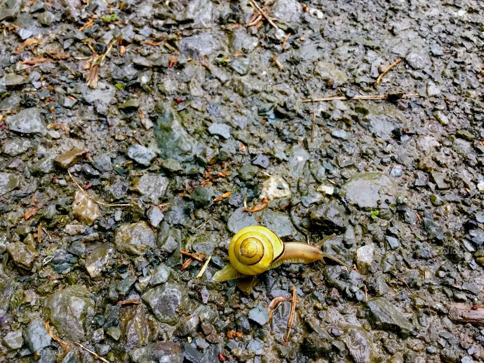 Snail on gravel