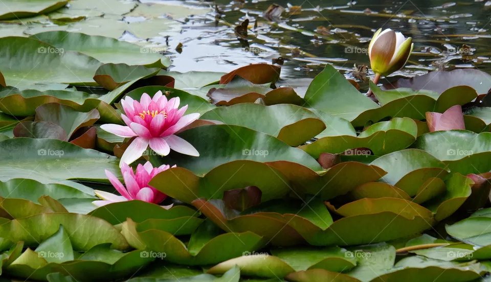 Blooming  lotus