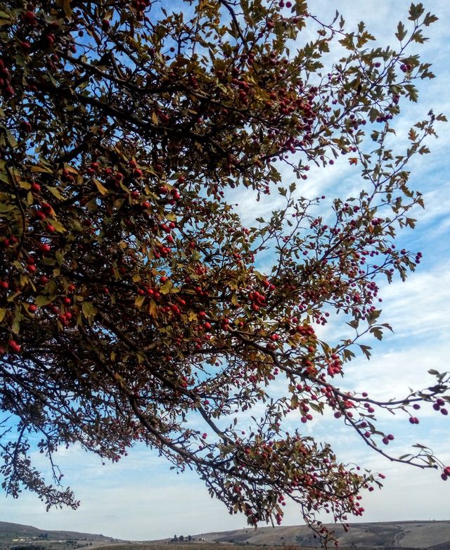 Trees