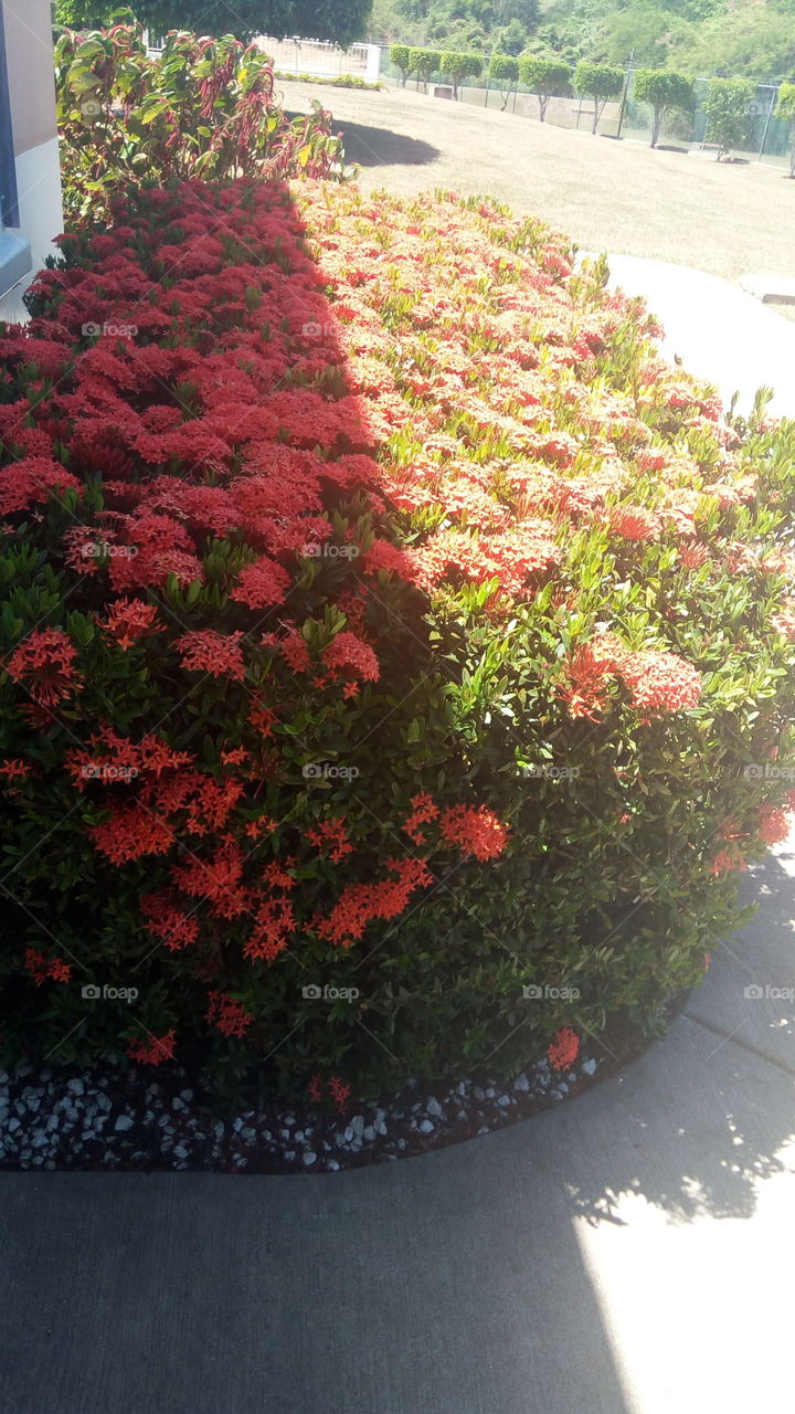 hedge in the shadows