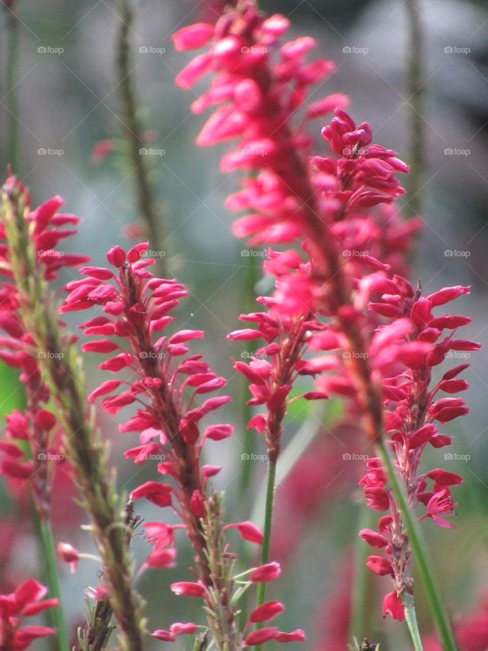 persicaria in flower late autumn time