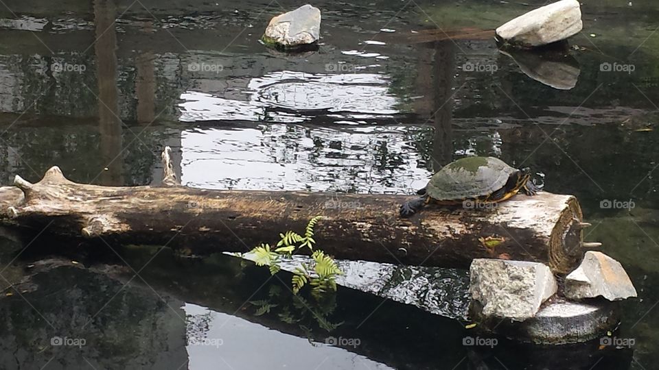 Turtle Log