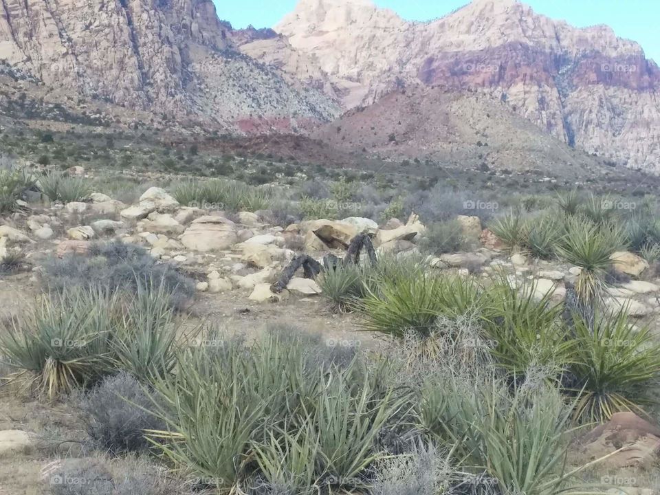 creepy looking spider tree