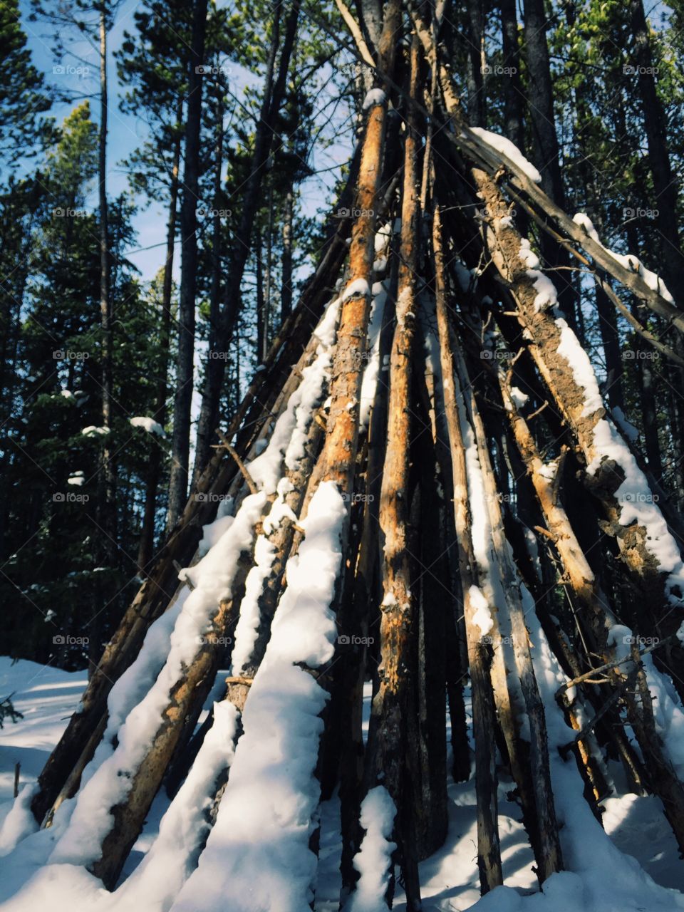 Arrangement of frozen tree branches