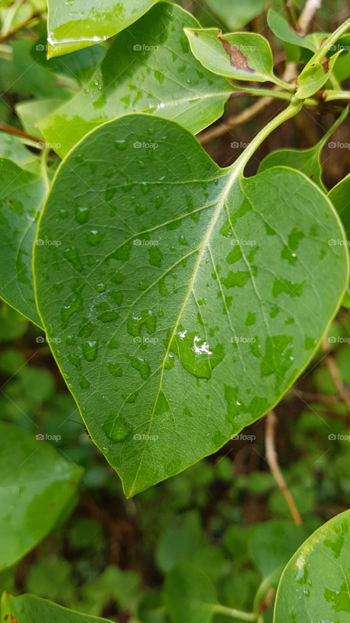 Leaf with raindrops.