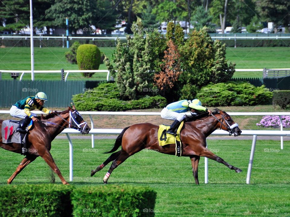 Racing from Belmont Park. Turf racing on the rich green grass at beautiful Belmont Park. Dominic's Smile winning on this gorgeous Sunday afternoon