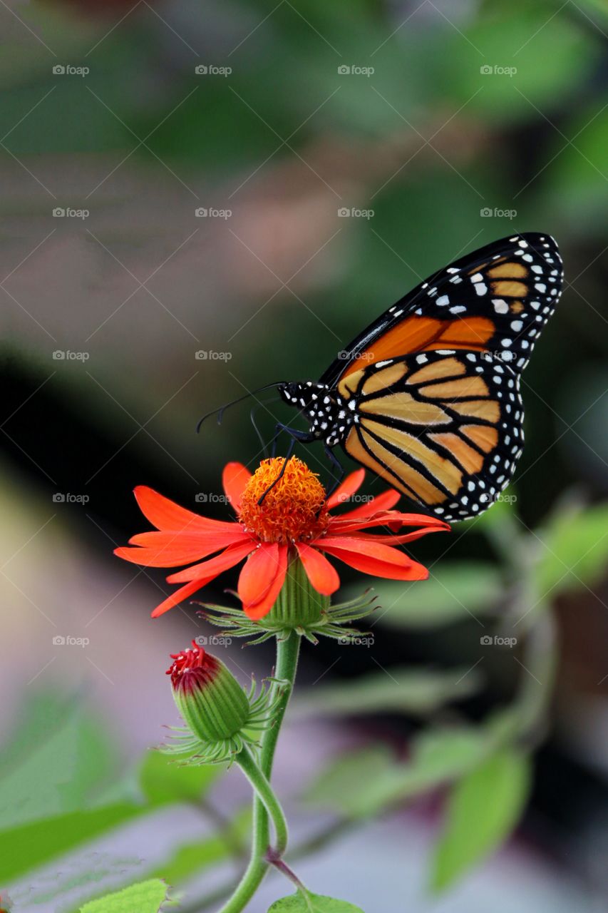 Butterfly on orange flower's stamen