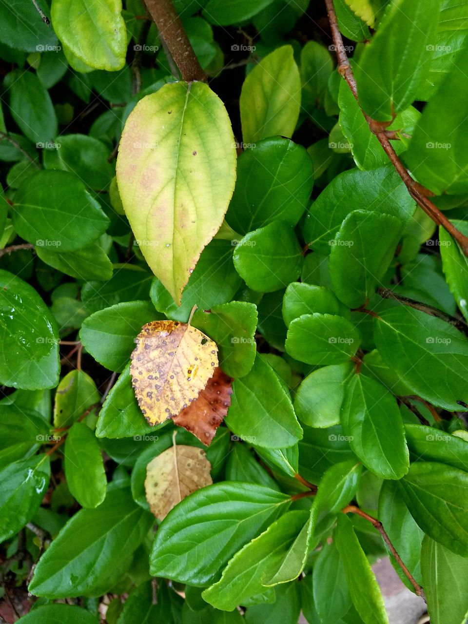 summer  is ending.  green leaves starting to turn.