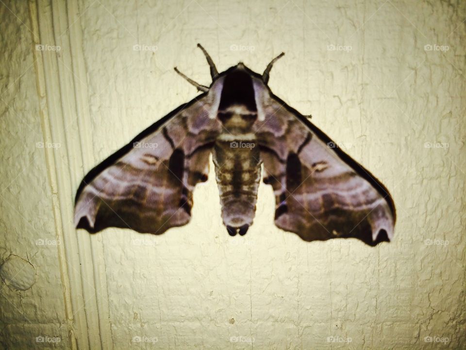 Tuff guy Moth with a six pack