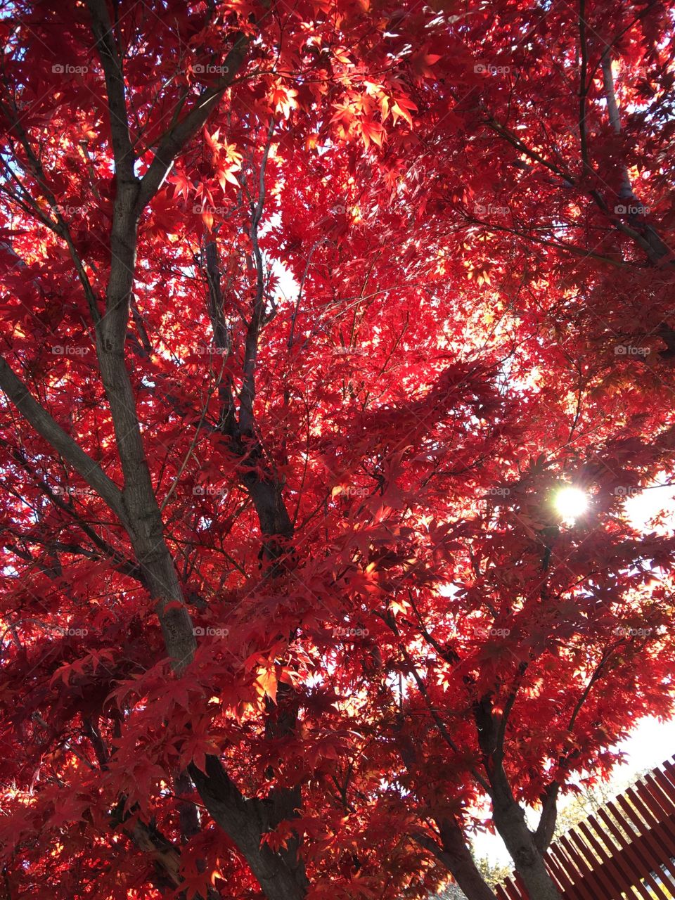 Fall tree illuminating light.