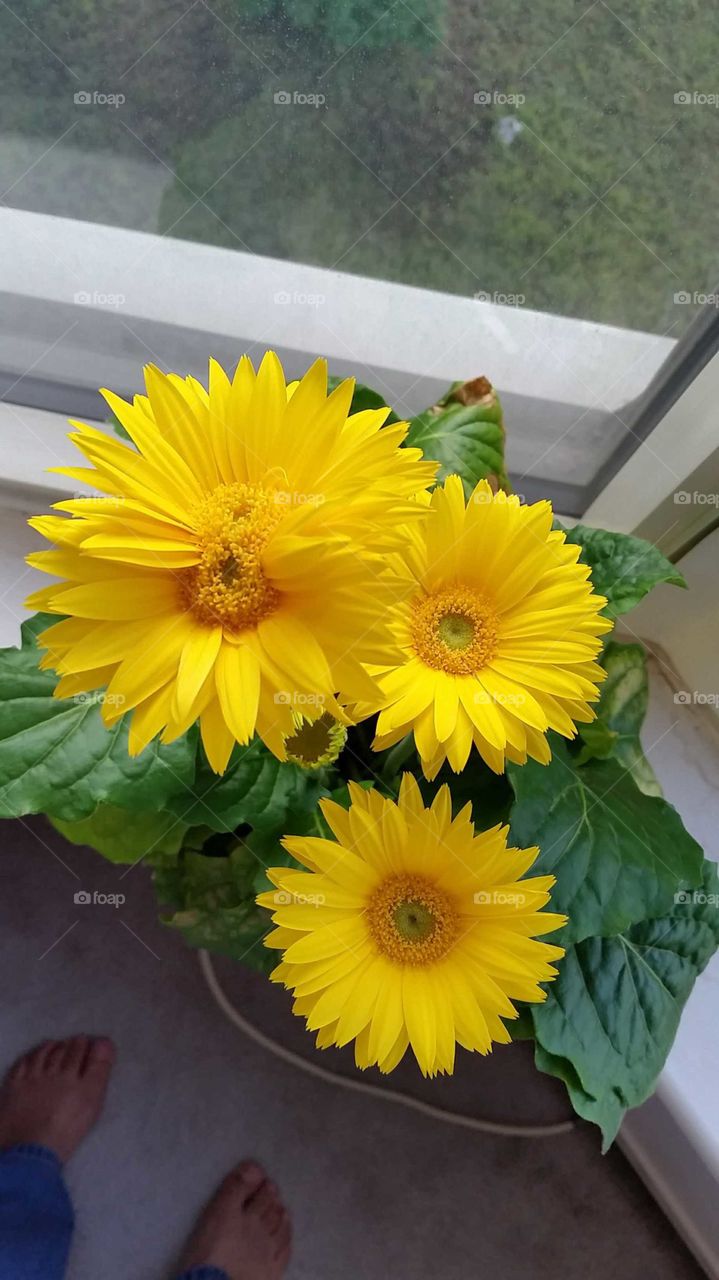 Siamese Twins Conjoined Yellow Flower