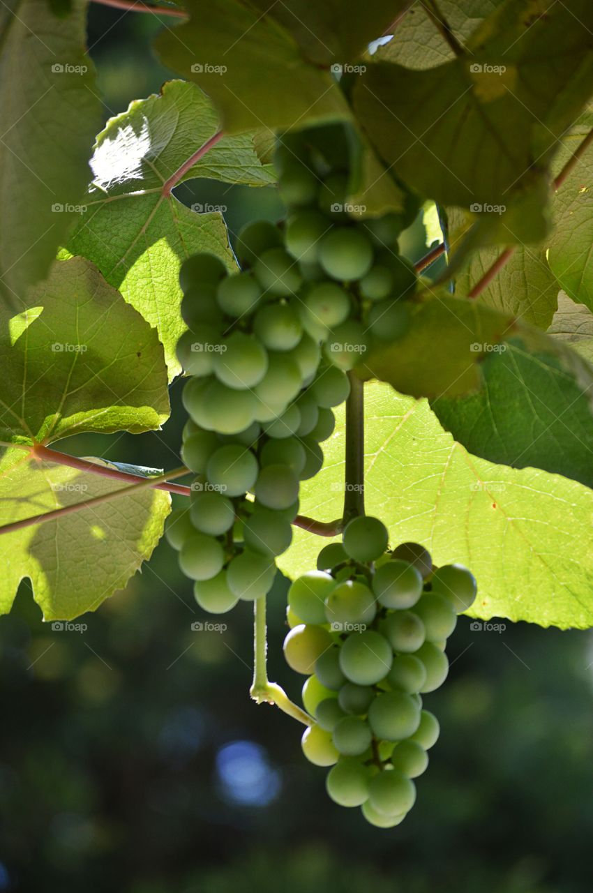 Grapes