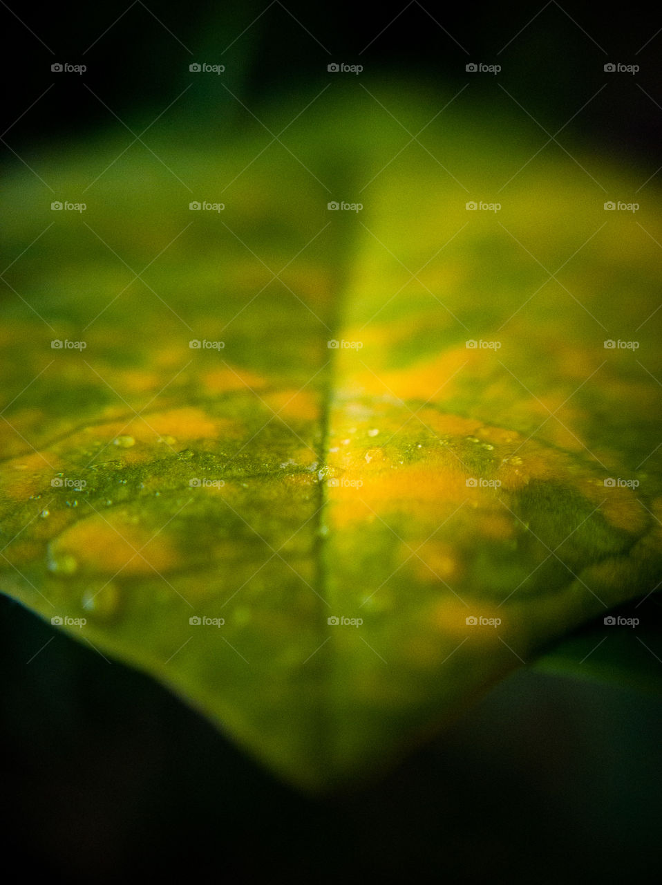 As i shown a very first sign of Autumn is LEAF RIPENING...