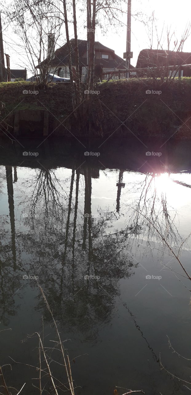 geler d'arbres dans l'eau