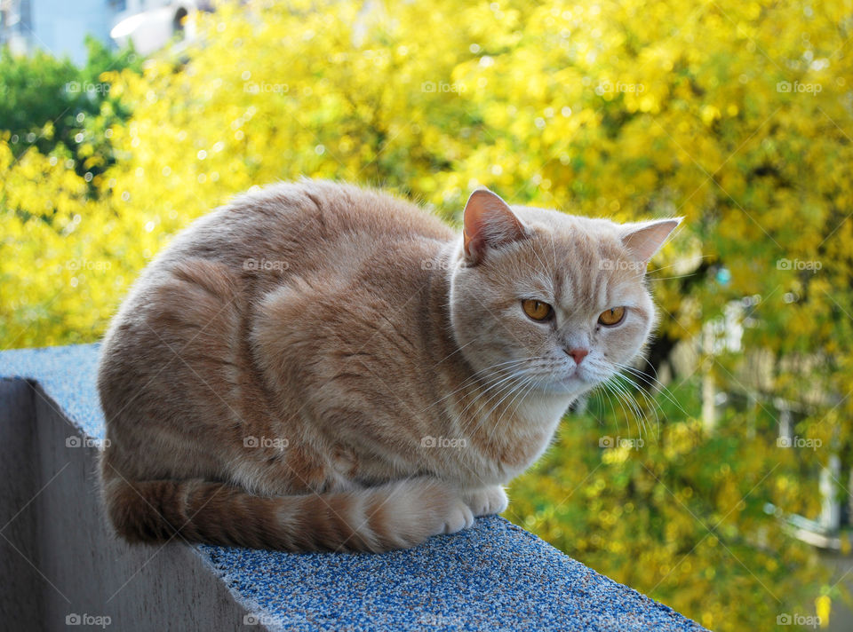 Lovely cat on terrace