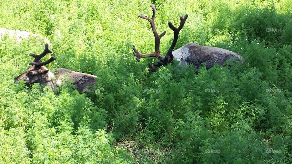 elk