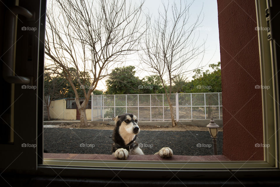 husky looking through the window