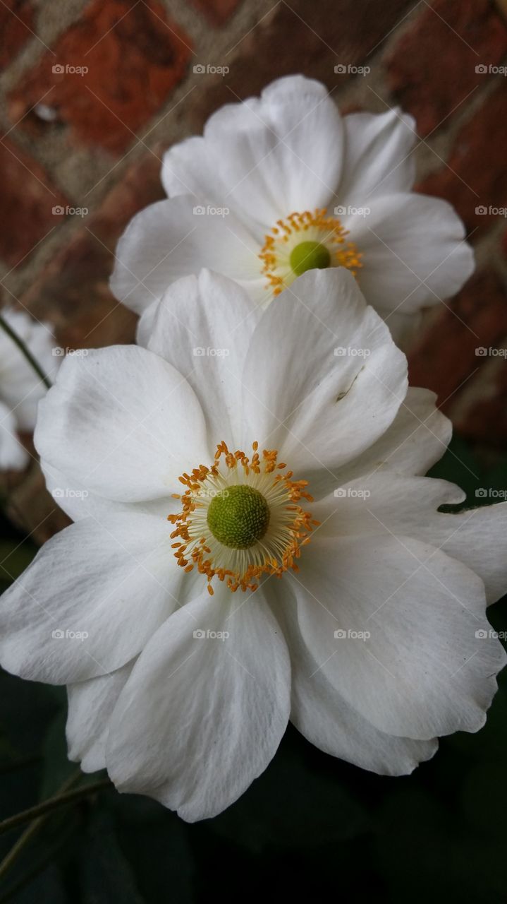 anemon