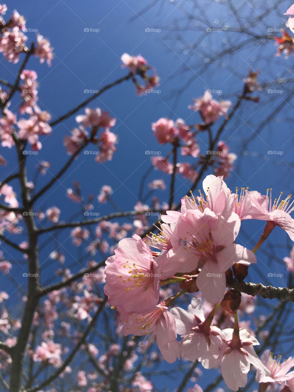 Pink cherry blossoms in spring