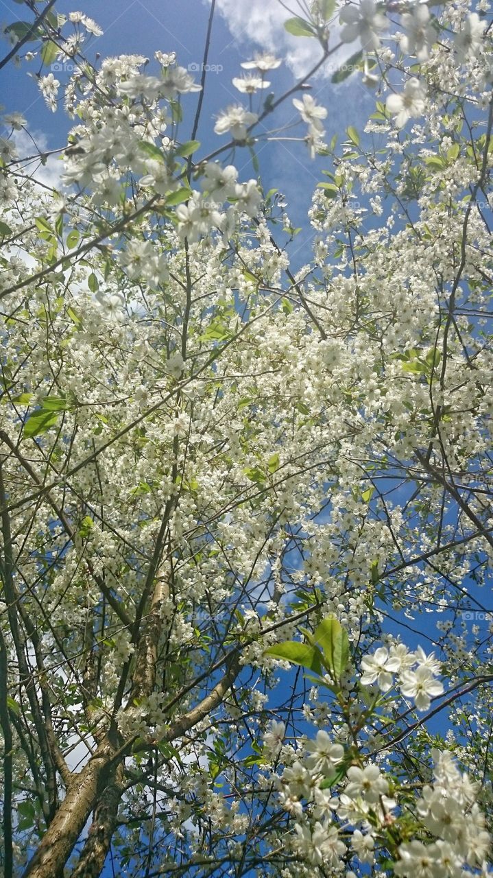 Cherryblossom . spring flowers 